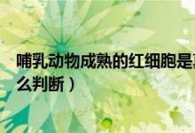 哺乳动物成熟的红细胞是真核细胞吗（它们都没有细胞核怎么判断）