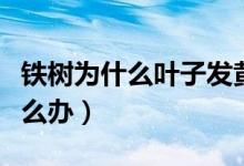 铁树为什么叶子发黄怎么办（铁树总是黄叶怎么办）