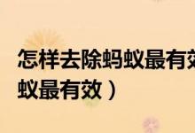 怎样去除蚂蚁最有效的方法无毒（怎样去除蚂蚁最有效）