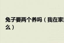 兔子要两个养吗（我在家里养两只小兔子有什么需要注意的么）