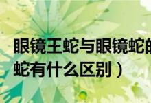 眼镜王蛇与眼镜蛇的区别（眼镜蛇王和眼镜王蛇有什么区别）