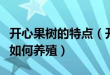 开心果树的特点（开心果树有哪些特征习性及如何养殖）
