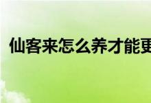 仙客来怎么养才能更旺盛（仙客来怎么养?）