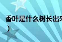 香叶是什么树长出来的叶子图片（香叶是什么）
