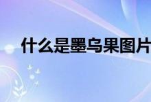 什么是墨乌果图片（墨乌果是什么东西）