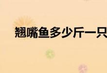 翘嘴鱼多少斤一只（翘嘴鱼多少钱一斤）