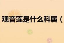 观音莲是什么科属（观音莲都有哪些别名呢）
