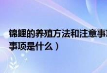 锦鲤的养殖方法和注意事项是什么（锦鲤的养殖方法和注意事项是什么）