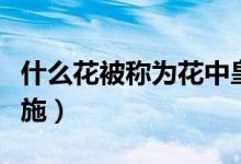 什么花被称为花中皇后（什么花被称为花中西施）