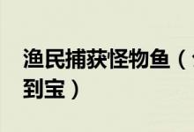 渔民捕获怪物鱼（公司老总3890元买走：捡到宝）