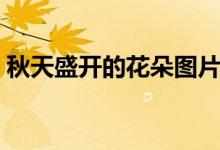秋天盛开的花朵图片（秋天盛开的花有哪些）