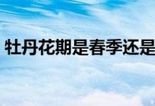 牡丹花期是春季还是夏季（牡丹花期开多久）