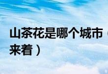 山茶花是哪个城市（山茶花是哪个城市的市花来着）