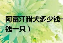 阿富汗猎犬多少钱一只图片（阿富汗猎犬多少钱一只）