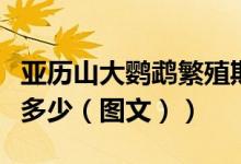 亚历山大鹦鹉繁殖期（亚历山大鹦鹉的寿命是多少（图文））