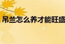 吊兰怎么养才能旺盛（吊兰怎么养（图文））
