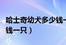 哈士奇幼犬多少钱一只纯种（哈士奇幼犬多少钱一只）
