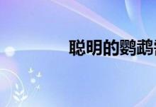  聪明的鹦鹉需要更多的刺激 