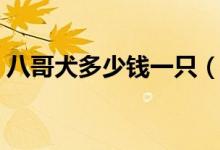 八哥犬多少钱一只（八哥犬主要特征有哪些）