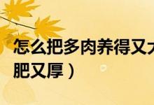 怎么把多肉养得又大又肥（怎样养多肉才能又肥又厚）