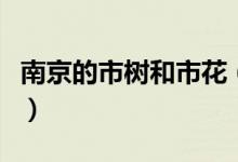 南京的市树和市花（南京的市树和市花是什么）