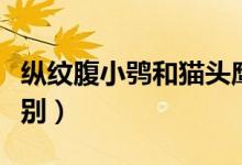 纵纹腹小鸮和猫头鹰的区别（鸮和猫头鹰的区别）