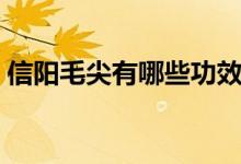 信阳毛尖有哪些功效（信阳毛尖有哪些简介）