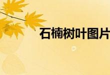 石楠树叶图片（石楠树的特点）