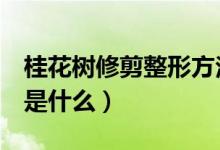 桂花树修剪整形方法4（桂花树修剪整形方法是什么）