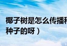 椰子树是怎么传播种子的（椰子树是怎么传播种子的呀）