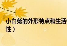 小白兔的外形特点和生活特征（小白兔的体貌特征和生活习性）