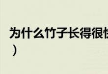 为什么竹子长得很快（为什么竹子长得特别快）