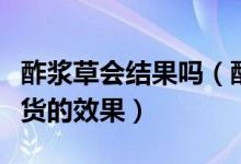 酢浆草会结果吗（酢浆草结为什么能够达到送货的效果）
