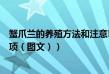 蟹爪兰的养殖方法和注意事项（蟹爪兰的养殖方法和注意事项（图文））