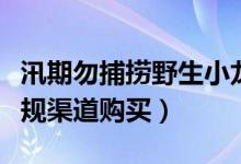 汛期勿捕捞野生小龙虾（在农贸市场或商超正规渠道购买）