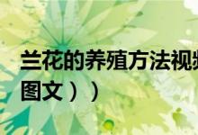 兰花的养殖方法视频大全（兰花的养殖方法（图文））