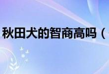 秋田犬的智商高吗（位于犬类排名的第54位）