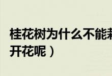 桂花树为什么不能栽在室内（桂花树为什么不开花呢）