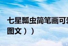 七星瓢虫简笔画可爱画法（七星瓢虫简笔画（图文））
