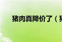 猪肉真降价了（猪肉为何会突然降价）