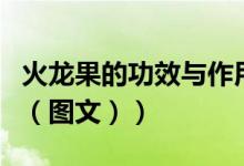 火龙果的功效与作用图（火龙果的功效与作用（图文））
