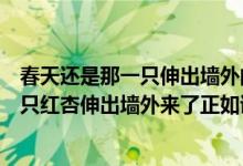 春天还是那一只伸出墙外的杏花的诗句（春满的杏花开了一只红杏伸出墙外来了正如诗句）