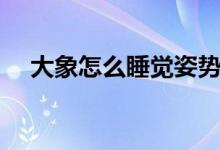 大象怎么睡觉姿势图片（大象怎么睡觉）