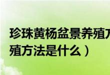 珍珠黄杨盆景养殖方法视频（珍珠黄杨盆景养殖方法是什么）