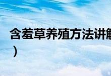 含羞草养殖方法讲解（含羞草养殖方法与技巧）