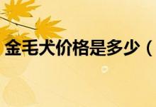 金毛犬价格是多少（可爱又聪明的家庭之犬）