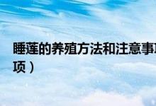 睡莲的养殖方法和注意事项视频（睡莲的养殖方法和注意事项）