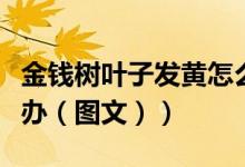 金钱树叶子发黄怎么弄（金钱树叶子发黄怎么办（图文））