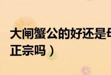 大闸蟹公的好还是母的好（大闸蟹在网上买的正宗吗）