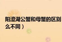 阳澄湖公蟹和母蟹的区别（阳澄湖大闸蟹的公蟹和母蟹有什么不同）